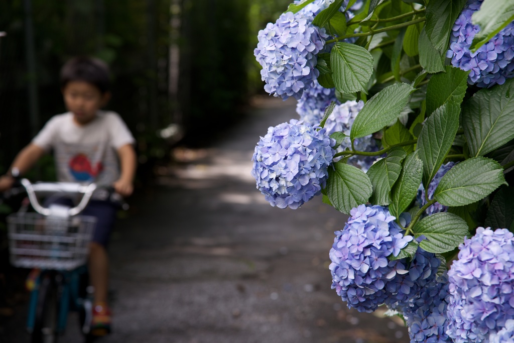 紫陽花の路地