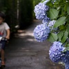 紫陽花の路地