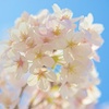 Spring Sunlight①