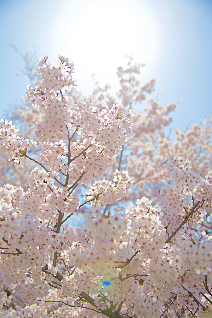 Spring Sunlight②