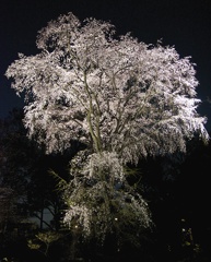 しだれ桜②