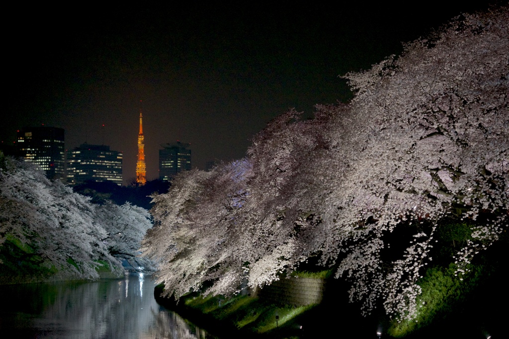 Spring has come in Tokyo②