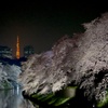 Spring has come in Tokyo②