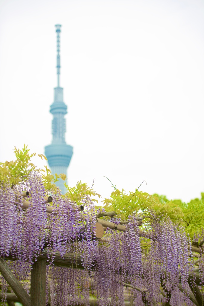 End of April in Tokyo