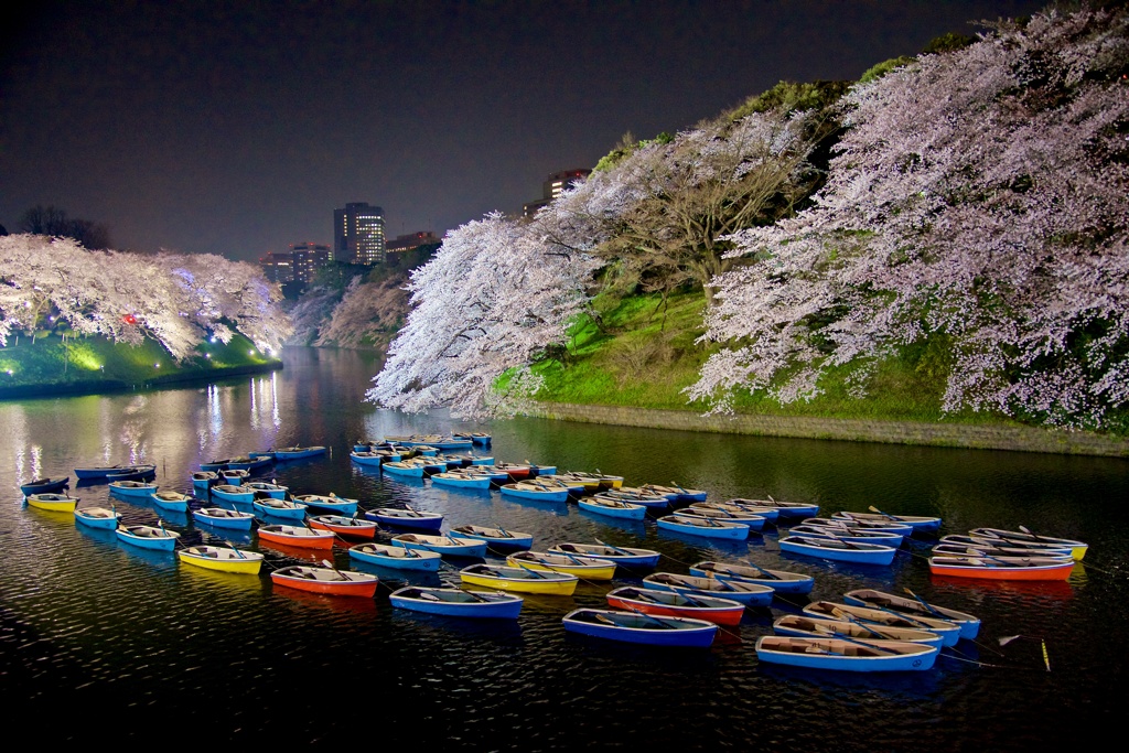 Spring has come in Tokyo①