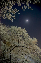 Moon Light and Cherry Blossom