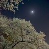 Moon Light and Cherry Blossom