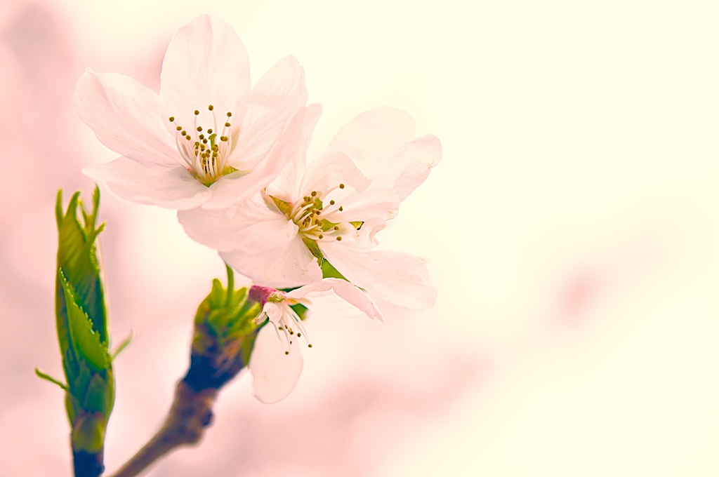 桜の時