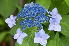 遅ればせながらの紫陽花