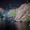 東京の桜