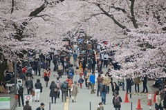 桜の下に集う人々