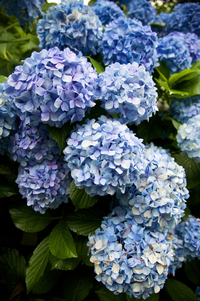 ６月の楽しみ