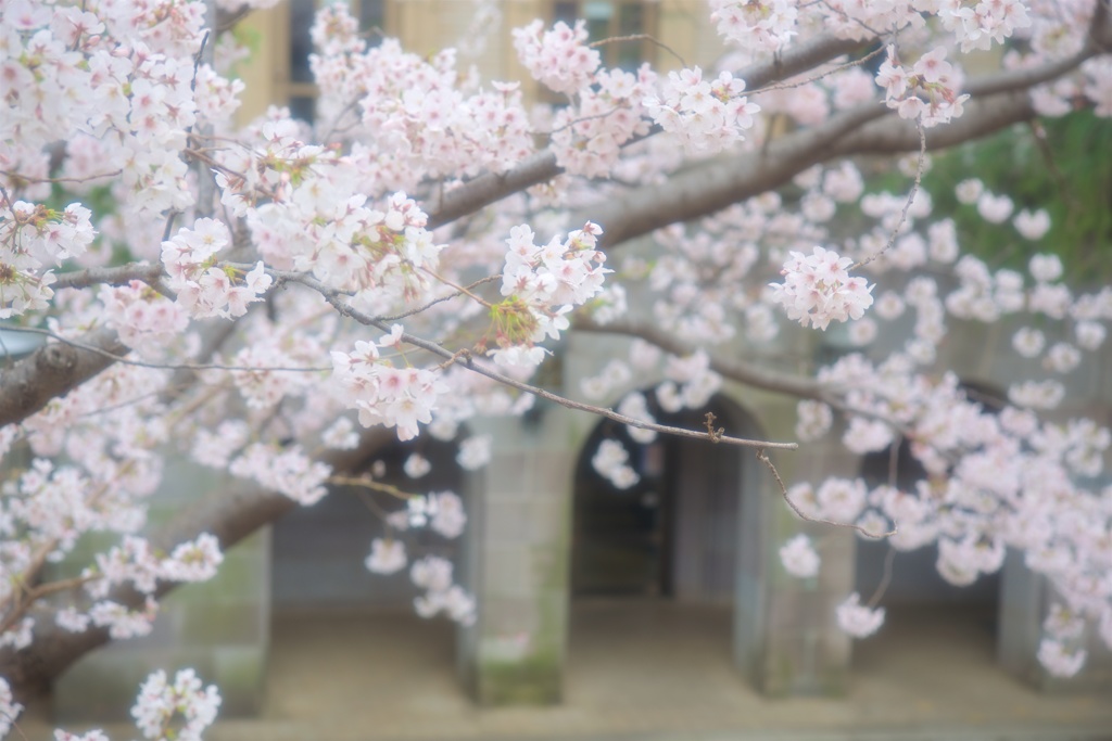 母校の桜