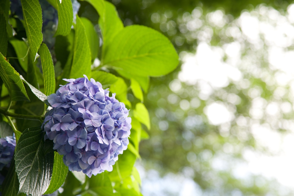 紫陽花と夏の日和