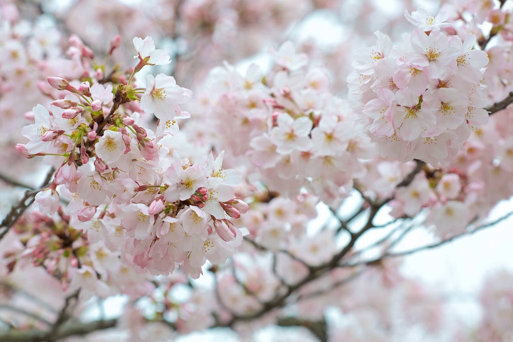 sakura