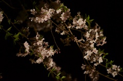 Cherry Blossom at Night Time