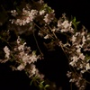 Cherry Blossom at Night Time