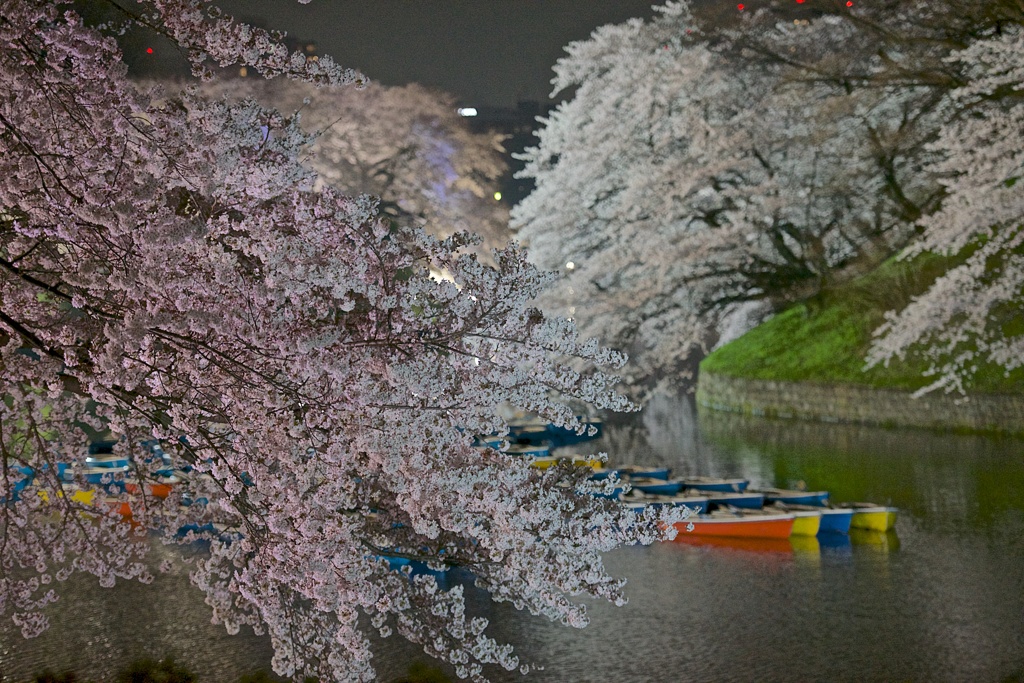 Spring has come in Tokyo③