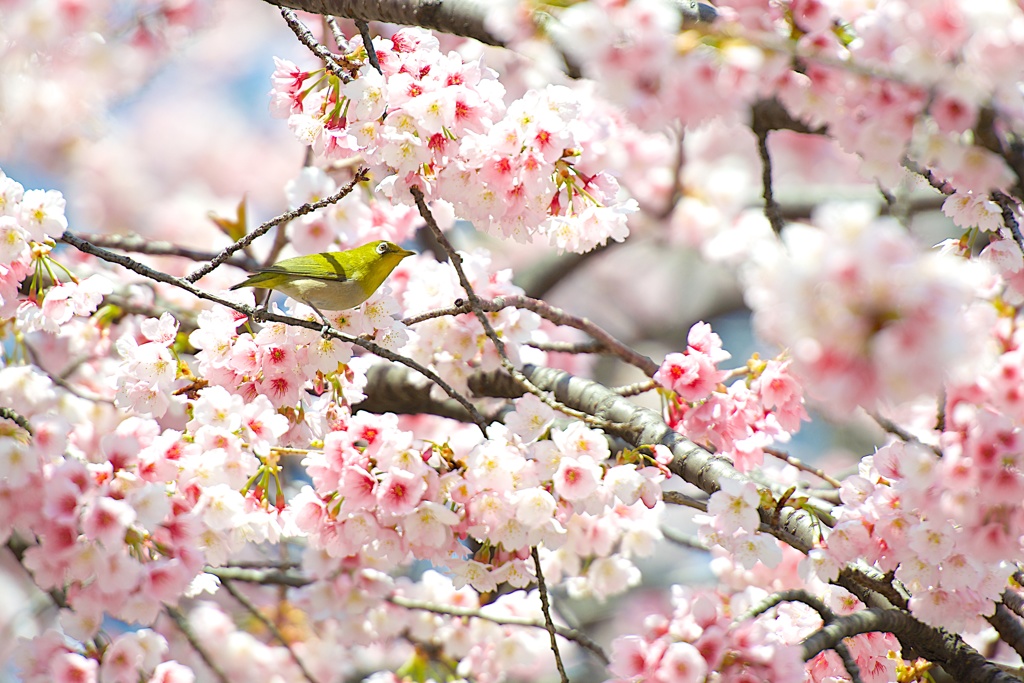 桜に目白