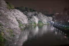 Tokyo Spring Night