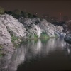 Tokyo Spring Night