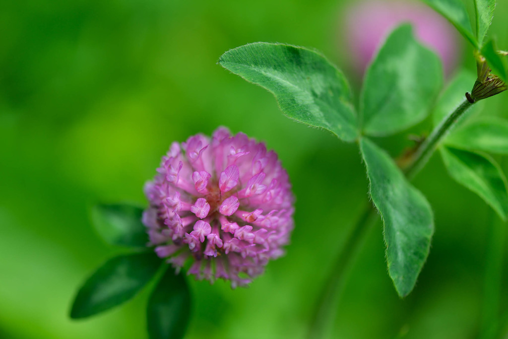 野の花