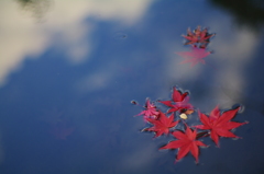 水面に浮かぶ紅葉