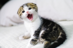 ニャ～