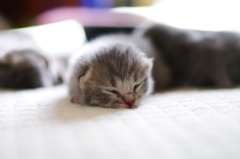 ZZZ・・・
