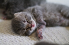 あ～眠い
