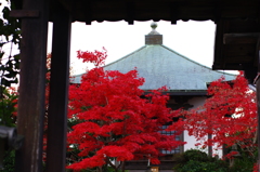 紅がお出迎え