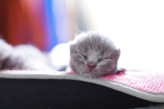 ZZZ・・・・・・