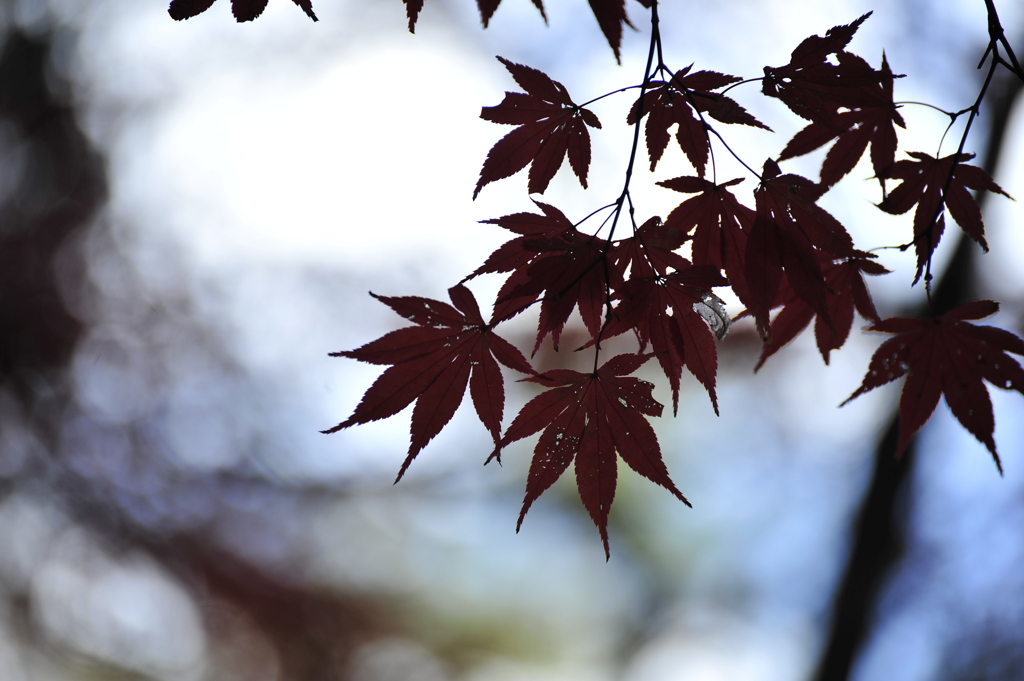 宮島の紅葉