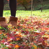 Autumn steps