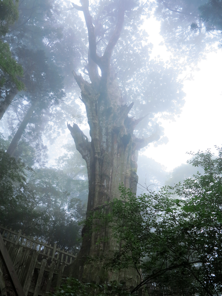 樹齢3000年