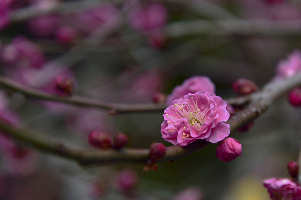 梅の花