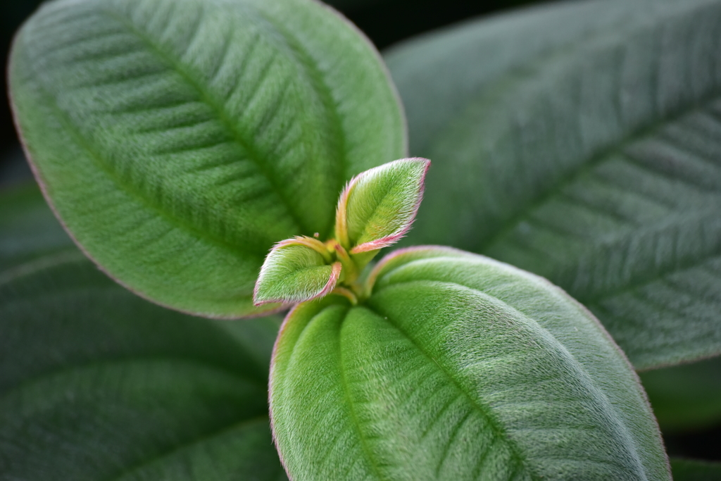 山歩きで撮った名前の判らない植物