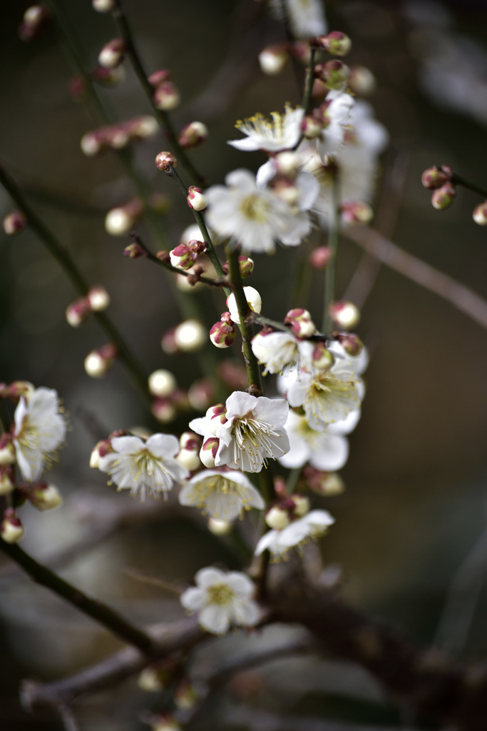 梅の花