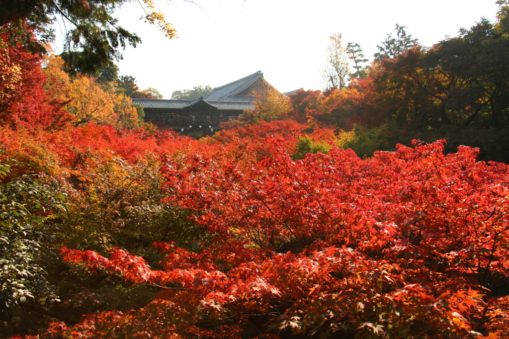 東福寺の紅葉