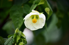 山歩きで撮った名前の判らない植物