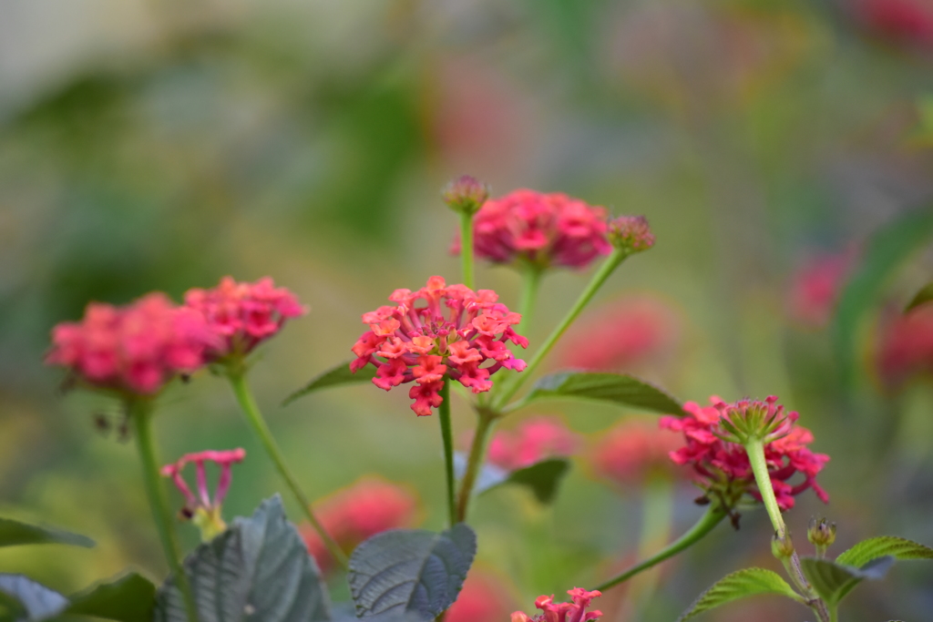 山歩きで撮った名前の判らない植物