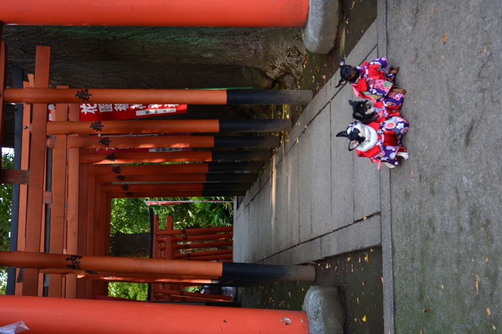 神社前のワンちゃん達