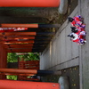 神社前のワンちゃん達