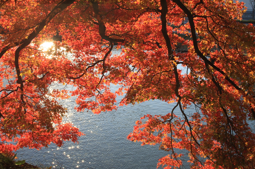 鶴ヶ城の紅葉です。