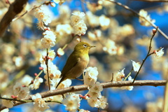 春を見つけに