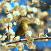 春を見つけに