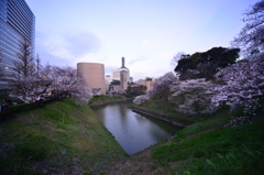 tokyo sakura days
