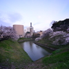 tokyo sakura days