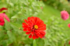 紅一点