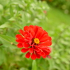 紅一点